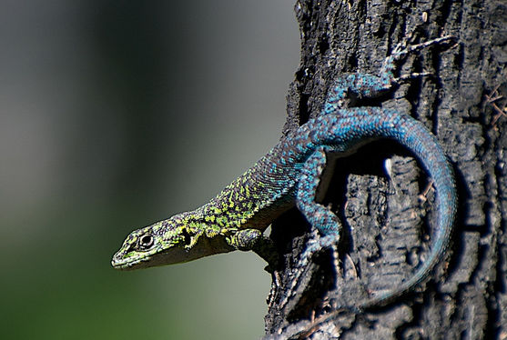 20130310_liolaemus_lizard.jpg 