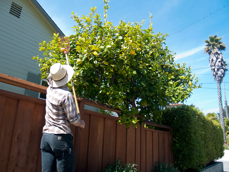 fruit-tree-project_2_3-23-13.jpg 