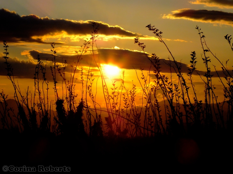 800_march_27__2013_poodle_dog_bush_at_sunset__chilao_032.jpg 