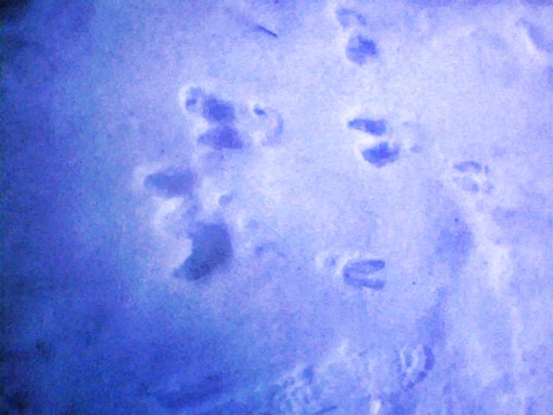 animal_foot_prints_in_snow.jpg 
