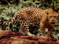 0000000000000000000000_jaguar.jpg