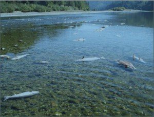 source-usfws-klamath-river-fish-die-off-report-300x228.jpg 