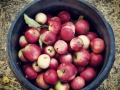 cider-press-party_6_9-28-13.jpg