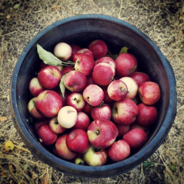 cider-press-party_6_9-28-13.jpg 