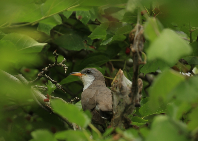 800_yellow-billed_cuckoo_seabamirum_flickr_commons_commercial_use_ok_fpwc.jpg 