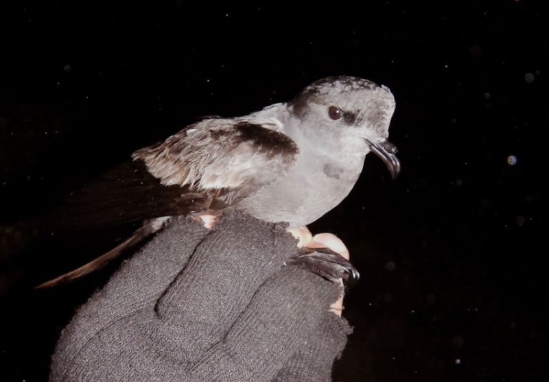 800_rs10083_ashy_storm_petrel_usfws_fpwc-scr.jpg 