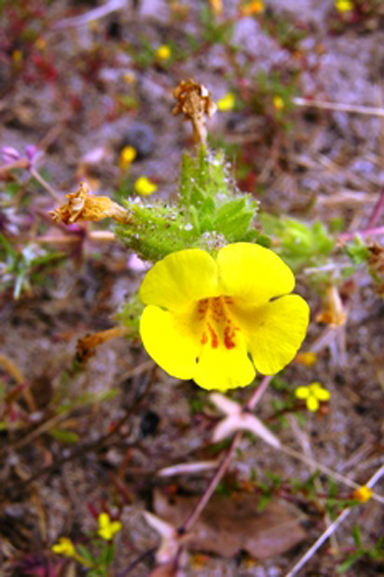 vandenberg_monkey_flower_usfws_fpwc.jpg 