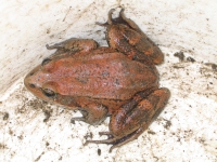 200_rs10090_california_red_legged_frog_usgs.jpg