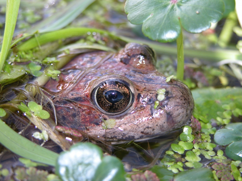 800_rs10089_california_red_legged_frog_gary_m_fellers__usgs_fpwc_.jpg 