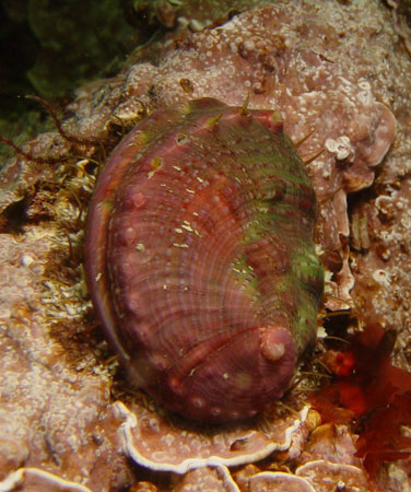 pinto_abalone_alaska_department_of_fish_and_game_fpwc.jpg 