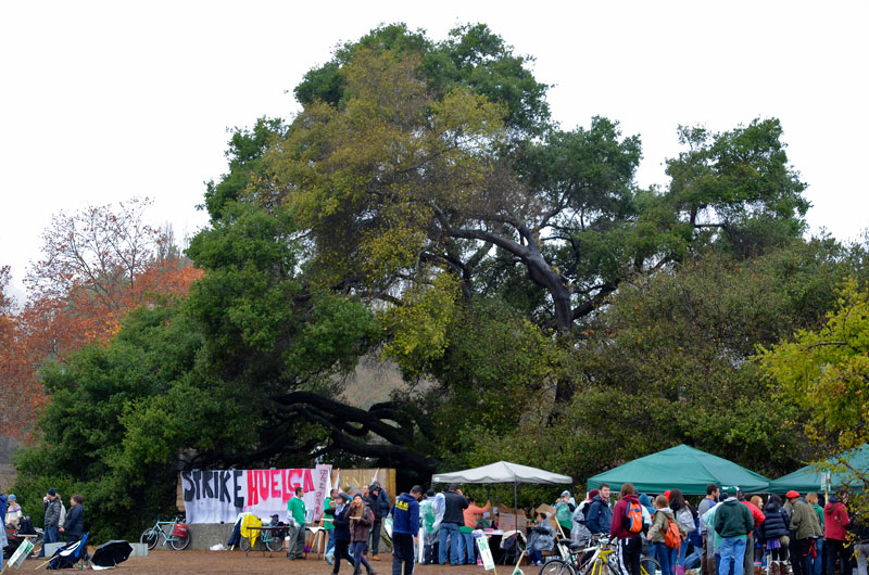 uc-ulp-strike-santa-cruz-ucsc-afscme-november-20-2013-2.jpg 