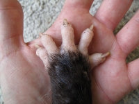 opossumpaw.jpg