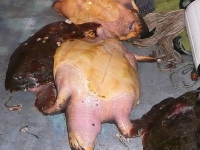 lh_cropped_gillnetbycatch_baja_2012.jpg