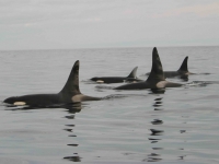 200_killer_whales_orca_noaa_fpwc-scr.jpg