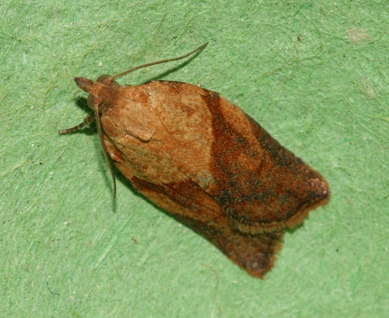 800_light_brown_apple_moth_-_epiphyas_postvittana.jpg 