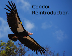 condor-reintroduction.jpg 