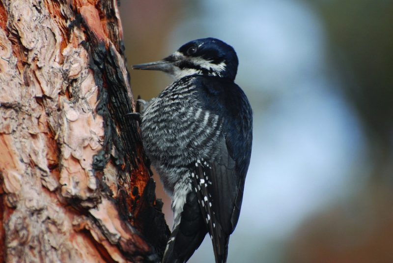 800_black_backed_woodpecker_usfws.jpg 