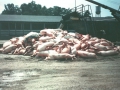 pig_dead_pile.jpg