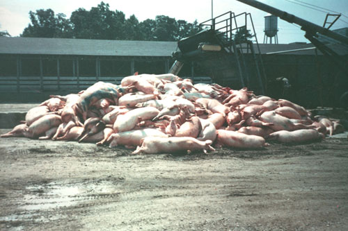 pig_dead_pile.jpg 