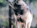 gray_wolf_northern_rockies_nps_fpwc.jpg