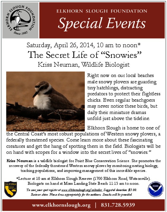 elkhorn_slough_snowy_plover_talk.pdf_600_.jpg