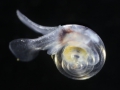 120_healthy_pteropod.jpg