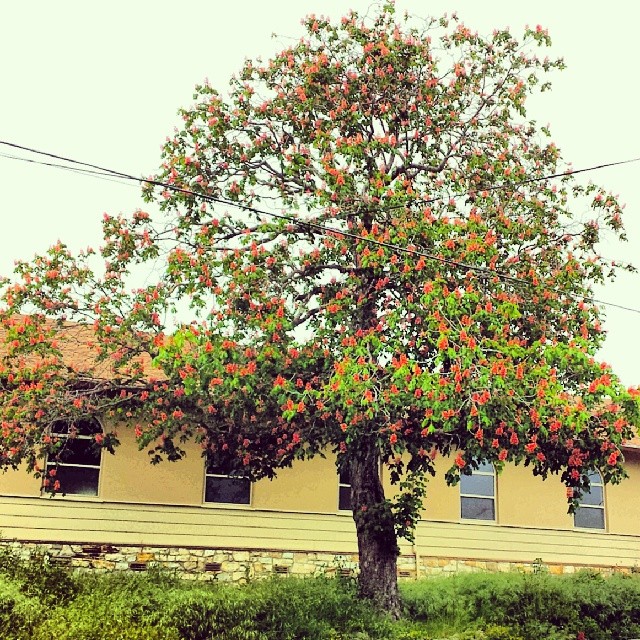 red-horse-chestnut_1_4-21-14.jpg 