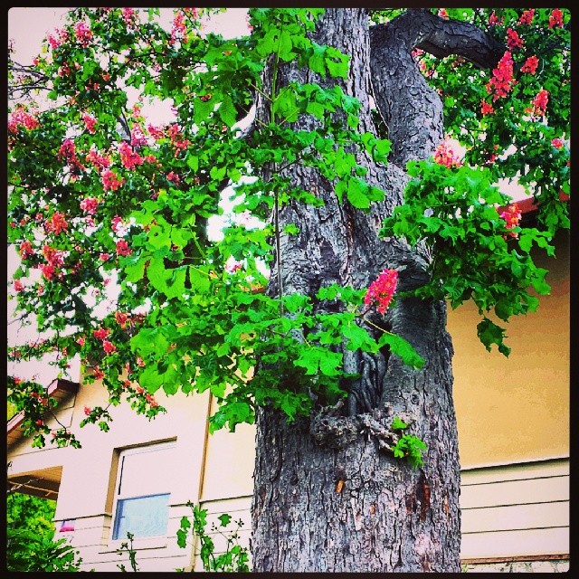 red-horse-chestnut_2_4-21-14.jpg 