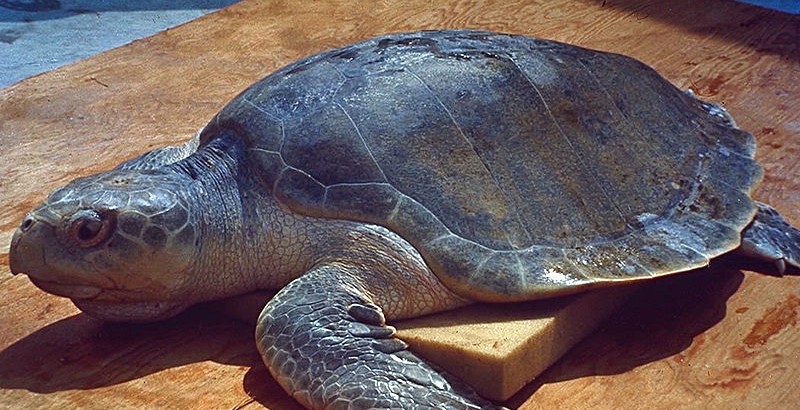 loggersea-turtle-1-800x410-2.jpg 