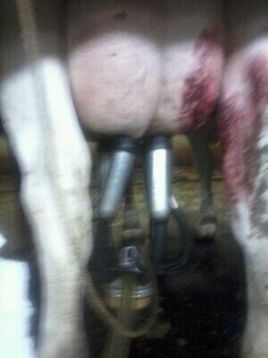 animal_cruelty_pic_injuredcowbeingmilked_2_.jpg 