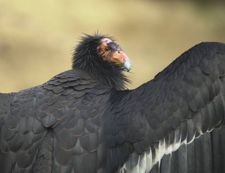 california_condor.jpg 