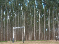 200_10__eucalyptus__green_desert__monoculture_in_amazonas_state.jpg