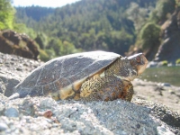 western_pond_turtle_actinemys_marmorata_on_beach_james_bettaso_fws_fpwc.jpg