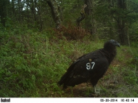 200_condor-597_san_mateo_county_motion_cam.jpg