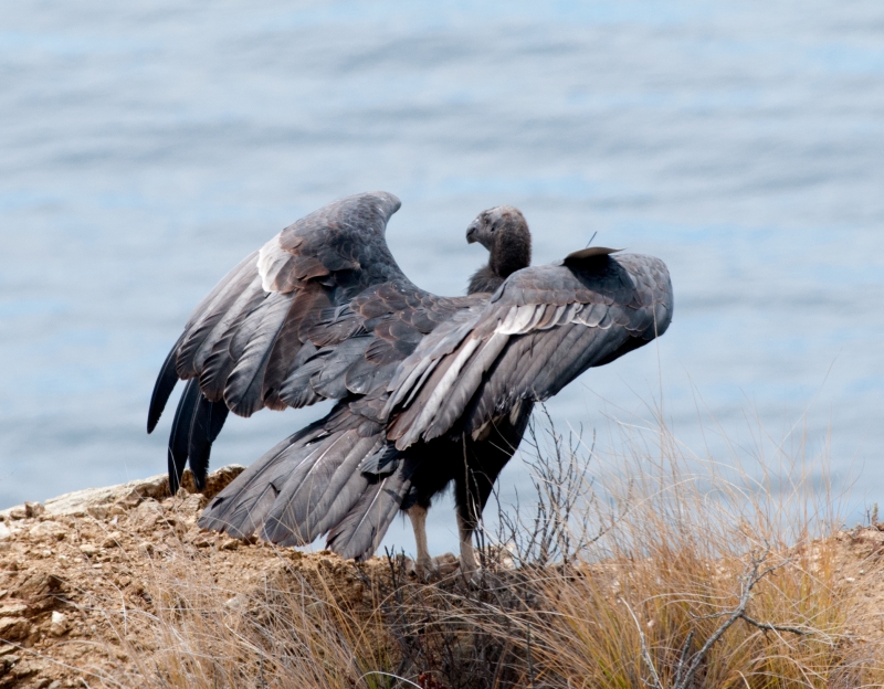 800_condor597-big-sur-stan_russell.jpg 