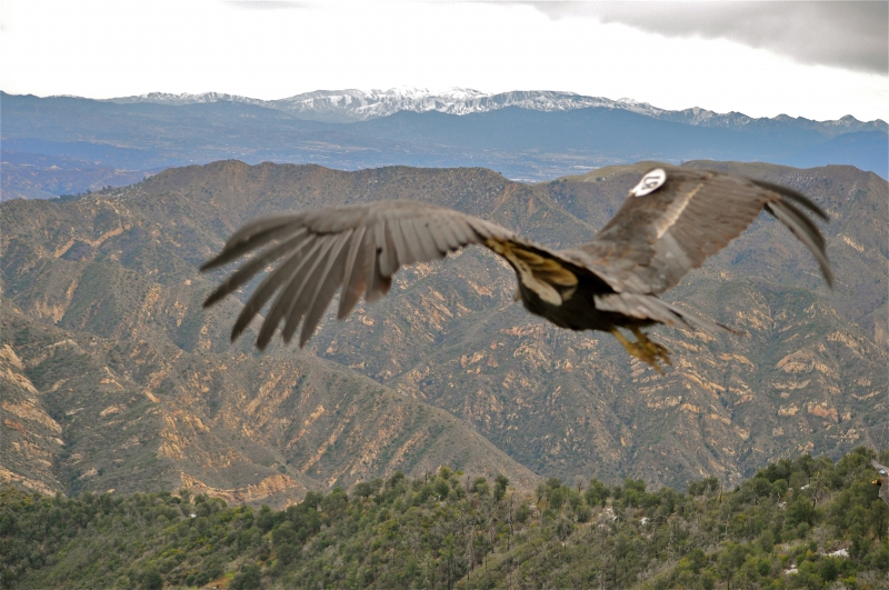 800_california_condor.jpg