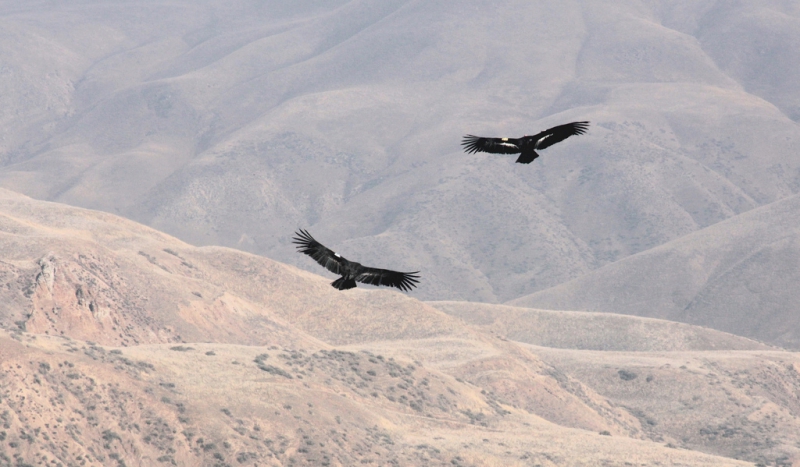 800_california_condor_pair_in_flight.jpg 