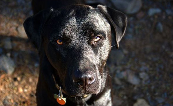 nyxo_dog_poisoning_blue_lake_humboldt.jpg 