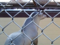 seal-at-morro-bay-aquarium.jpg