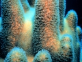 dendrogyra_cylindrus_pillar_coral_noaa_fpwc.jpg