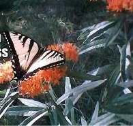 butterfly_at_home.jpg 