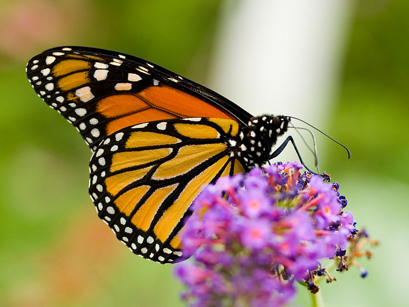 monarch_butterfly_wings.jpg 