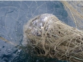 gray_whale_california_drift_gillnet_noaa.jpg
