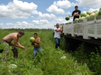 harvesting_watermelons.jpg