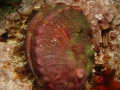 pinto_abalone_alaska_department_of_fish_and_game_fpwc.jpg