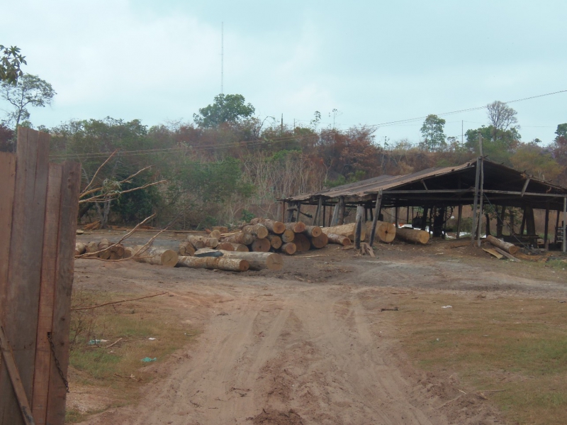 800_sawmill_robson_in_amarante_-_processing_stolen_wood_without_being_bothered.jpg 