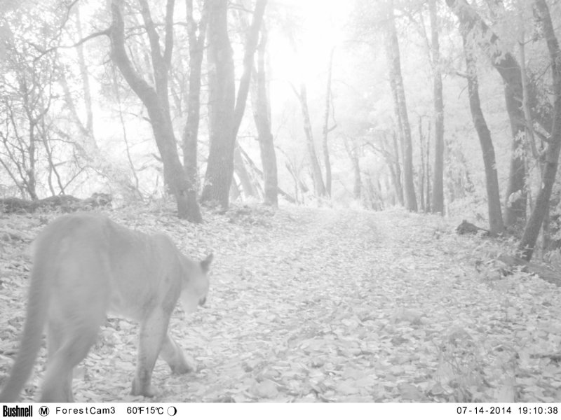 800_santa_cruz_mountain_lion.jpg 