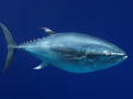 pacific_bluefin_tuna.jpg