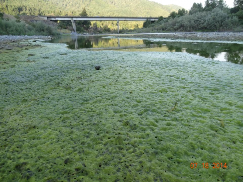 800_toxic_algae_on_the_klamath_river__.jpg