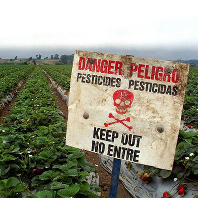 danger-peligro-strawberries-salinas-valley.jpg 